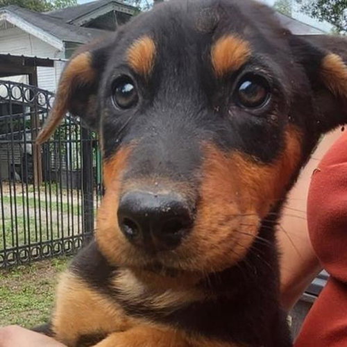 PRECIOUS, an adoptable Rottweiler in San Antonio, TX