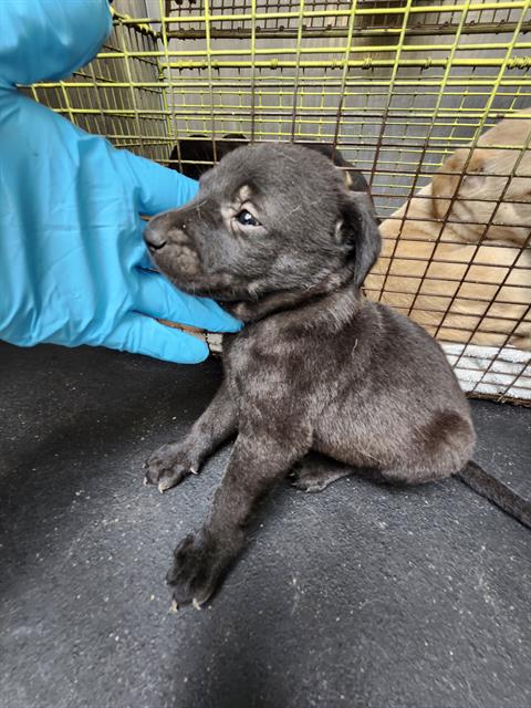 CHUCK, an adoptable Labrador Retriever in San Antonio, TX