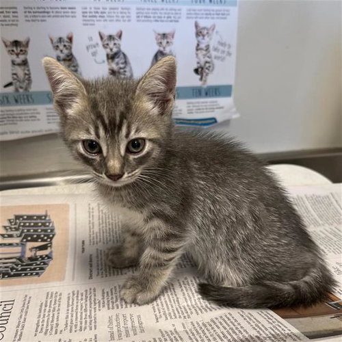A804177, an adoptable Domestic Short Hair in San Antonio, TX