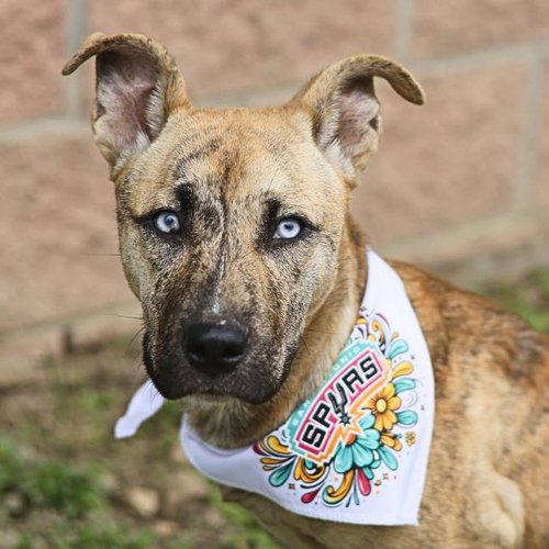 BRUXA, an adoptable American Staffordshire Terrier in San Antonio, TX