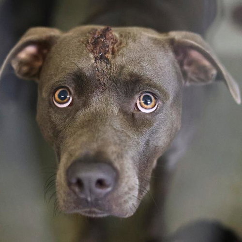 NOVA, an adoptable American Staffordshire Terrier in San Antonio, TX