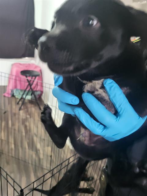 SPUD, an adoptable American Staffordshire Terrier in San Antonio, TX