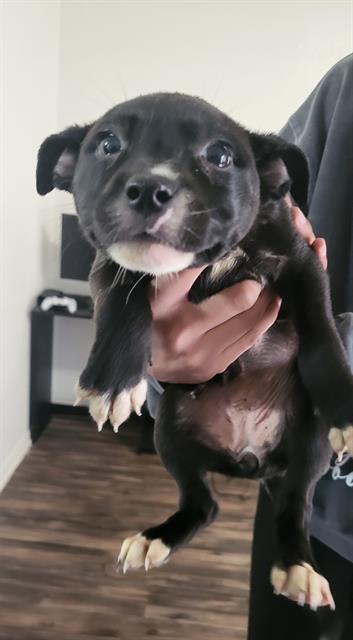 LILY, an adoptable American Staffordshire Terrier in San Antonio, TX