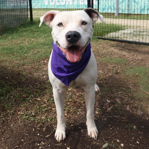 BUCK, an adoptable American Staffordshire Terrier in San Antonio, TX