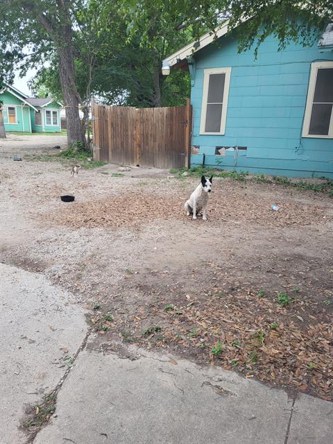 SPUD, an adoptable Australian Cattle Dog in San Antonio, TX