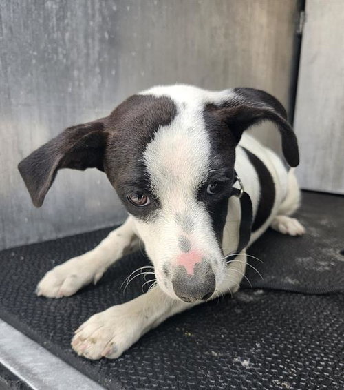 BLEVINS, an adoptable Terrier in San Antonio, TX