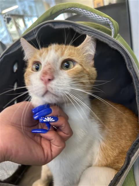 JINX GINGERSON, an adoptable Domestic Short Hair in San Antonio, TX