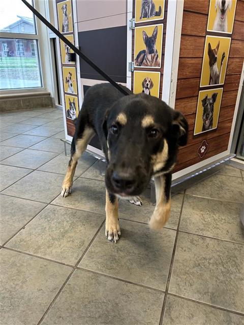 SCAR, an adoptable German Shepherd Dog in San Antonio, TX