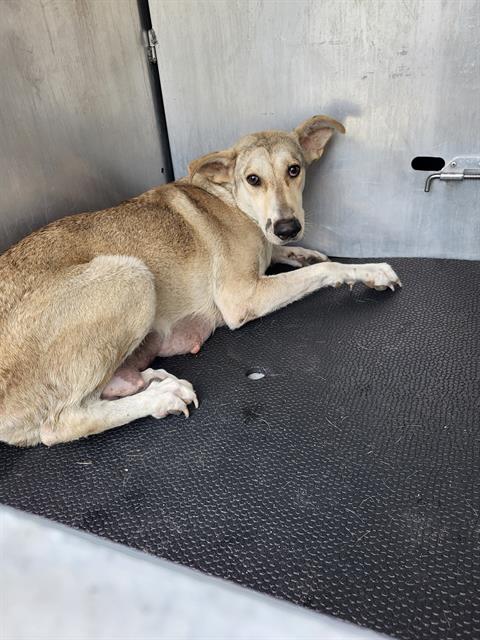 LULU, an adoptable Husky in San Antonio, TX