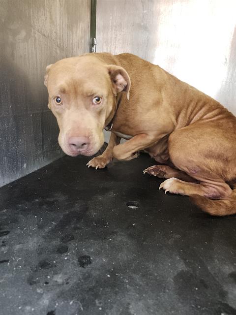 CANELA, an adoptable American Staffordshire Terrier in San Antonio, TX