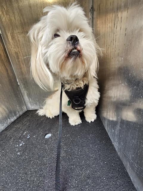 ROCKY, an adoptable Shih Tzu in San Antonio, TX