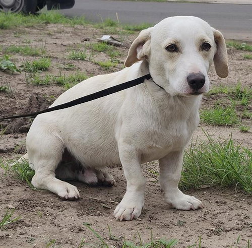 PABLO, an adoptable Terrier in San Antonio, TX