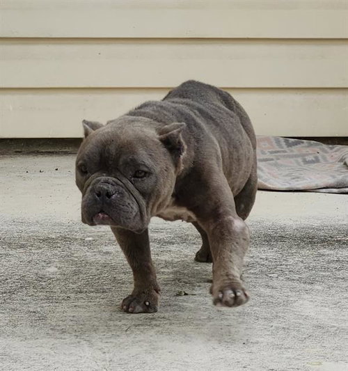 PRECIOUS, an adoptable French Bulldog in San Antonio, TX