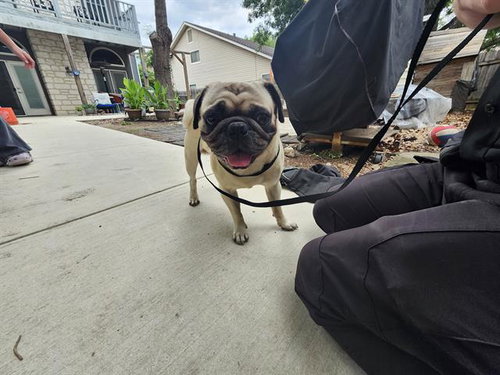 SIR PUGSALLOT, an adoptable Pug in San Antonio, TX