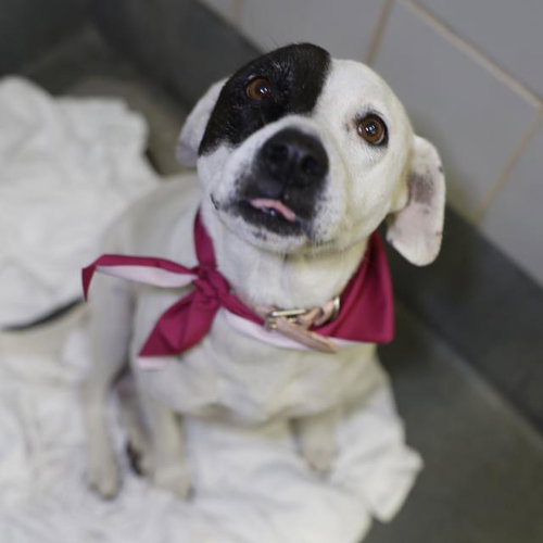 LAINEY, an adoptable Pointer in San Antonio, TX