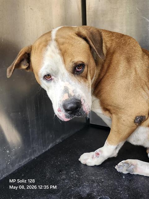 WILLY, an adoptable Mastiff in San Antonio, TX