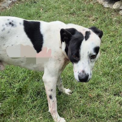 A807115 - Labrador Retriever available for adoption