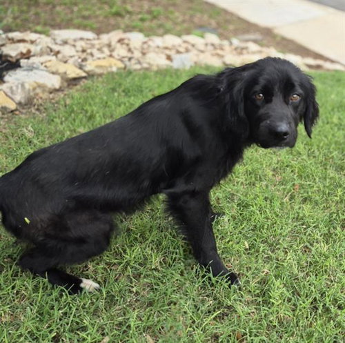 A807116 - Cocker Spaniel available for adoption