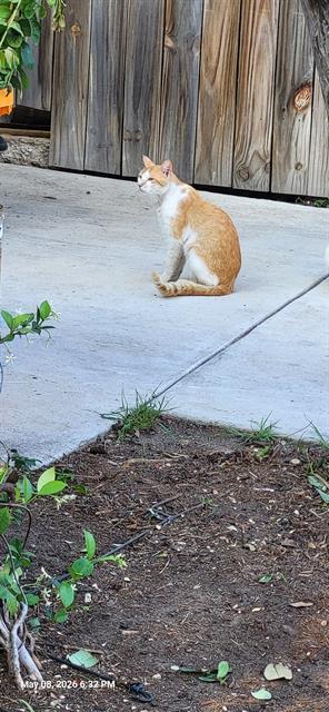 TIMMY, an adoptable Domestic Short Hair in San Antonio, TX