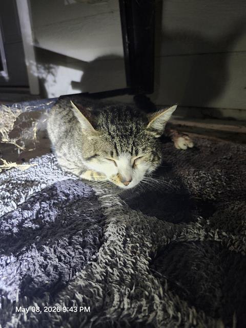 KELDON, an adoptable Domestic Short Hair in San Antonio, TX
