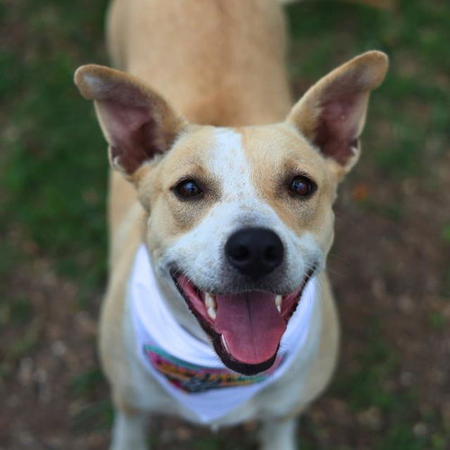 JENNY, an adoptable American Staffordshire Terrier in San Antonio, TX