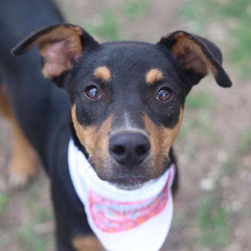 MEL, an adoptable Doberman Pinscher in San Antonio, TX