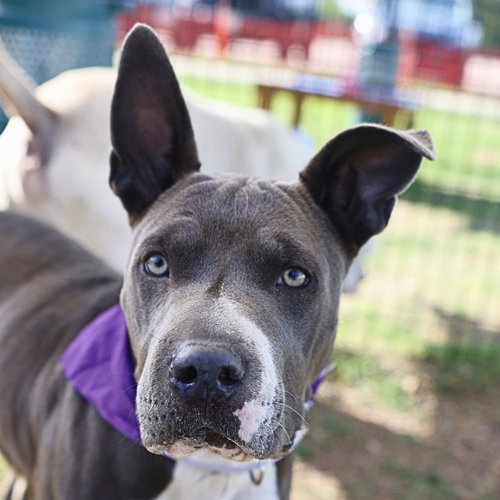 ARIEL - American Staffordshire Terrier available for adoption