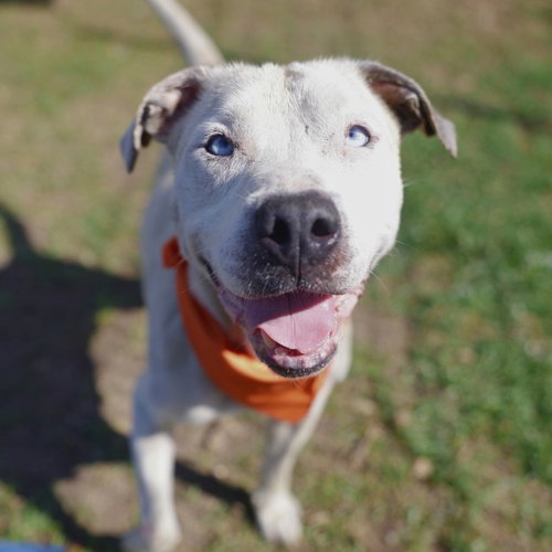 BUD, an adoptable American Staffordshire Terrier in San Antonio, TX