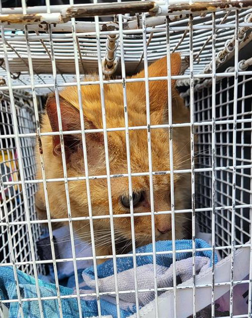 FRANKIE, an adoptable Domestic Short Hair in San Antonio, TX