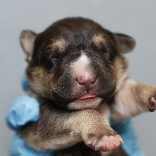A807298 - Labrador Retriever available for adoption