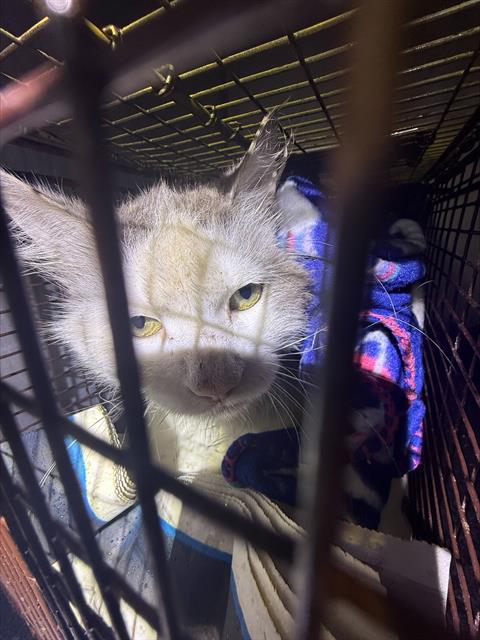 PATCHES, an adoptable Domestic Short Hair in San Antonio, TX