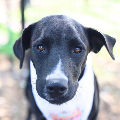 BERRY, an adoptable Labrador Retriever in San Antonio, TX