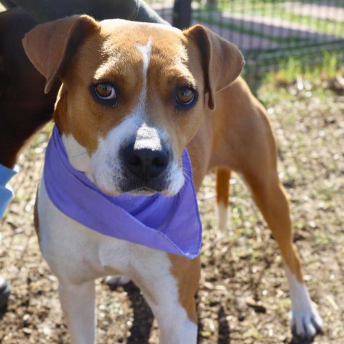 PANCAKES, an adoptable American Staffordshire Terrier in San Antonio, TX