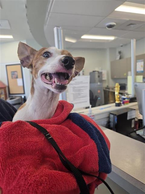 ANDY, an adoptable Rat Terrier in San Antonio, TX