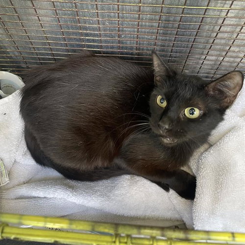 CHARCAL, an adoptable Domestic Short Hair in San Antonio, TX
