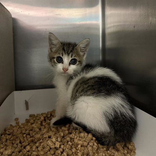 LUTHOR, an adoptable Domestic Short Hair in San Antonio, TX