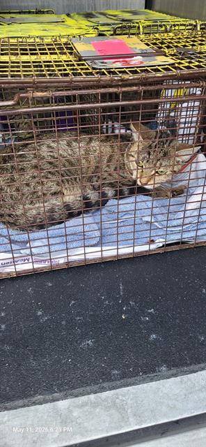 TAYLOR - Domestic Short Hair available for adoption