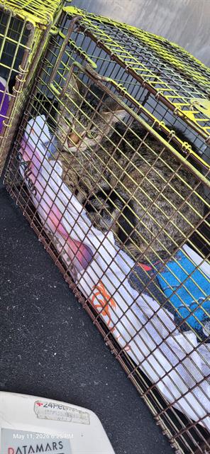 SAM, an adoptable Domestic Short Hair in San Antonio, TX