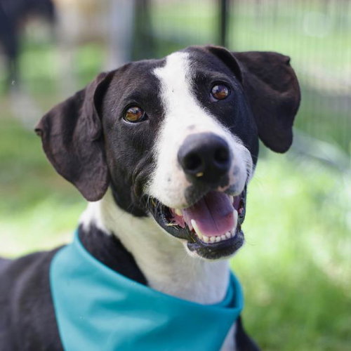 BIRDIE, an adoptable Labrador Retriever in San Antonio, TX