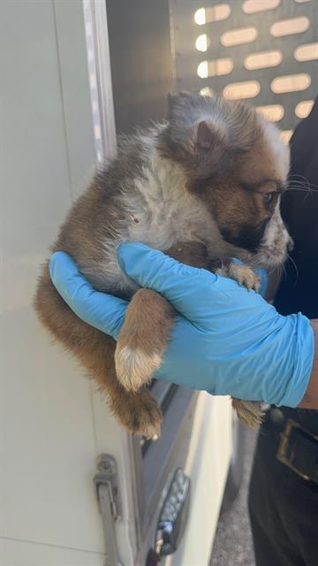 YARI - Husky available for adoption
