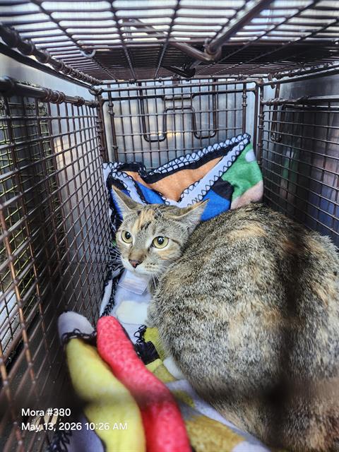 BELLY, an adoptable Domestic Medium Hair in San Antonio, TX