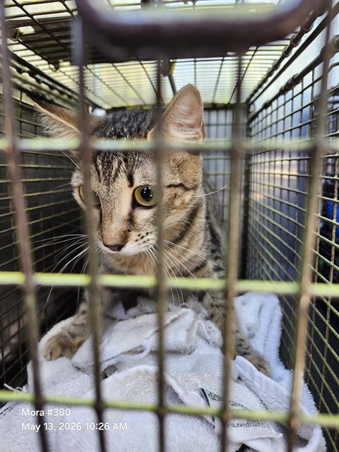 BENGY, an adoptable Domestic Medium Hair in San Antonio, TX