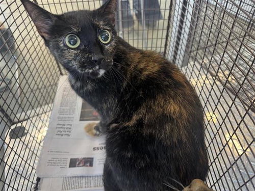 PAW - Domestic Short Hair available for adoption