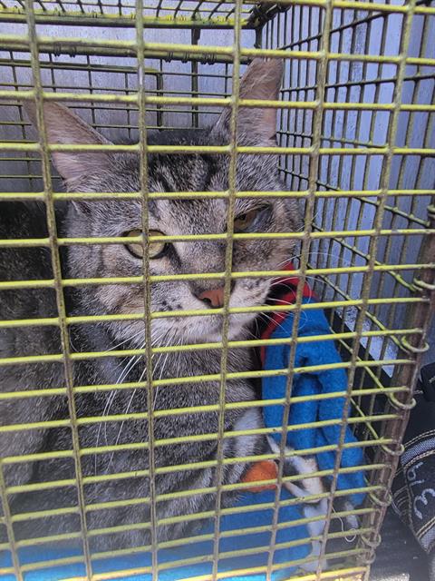 CHONKERS, an adoptable Domestic Short Hair in San Antonio, TX