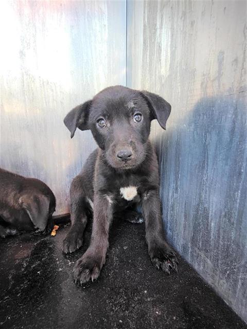 SYTHE, an adoptable Labrador Retriever in San Antonio, TX