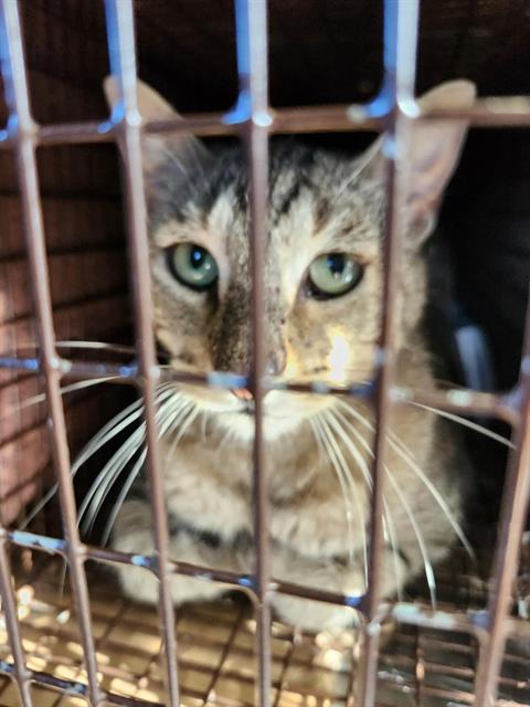 V26-1140, an adoptable Domestic Short Hair in San Antonio, TX