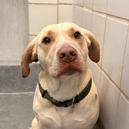 LAWNY, an adoptable Labrador Retriever in San Antonio, TX