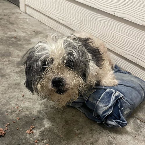 BAMBI, an adoptable Maltese in San Antonio, TX
