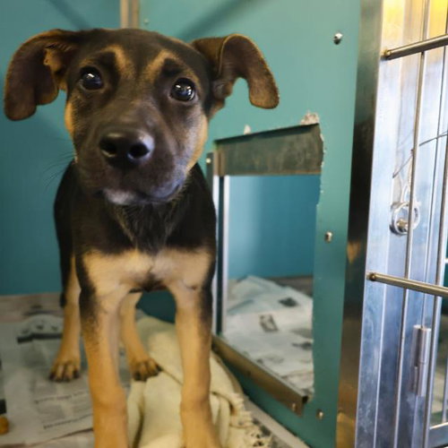 WILLOW, an adoptable German Shepherd Dog in San Antonio, TX