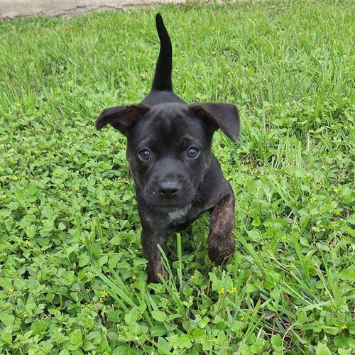 RILEY, an adoptable Labrador Retriever in San Antonio, TX
